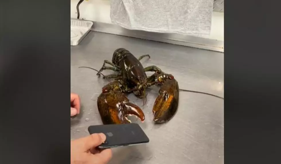 Rocco the Maine Lobster is Getting Famous for Crushing Things With His Claw