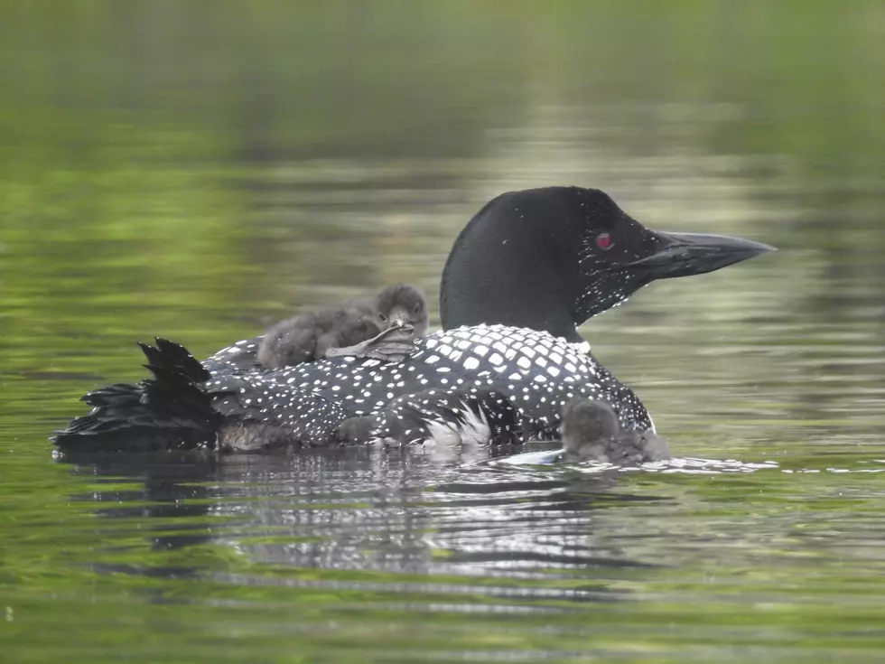 Maine Loon Video Shows Dad Carrying Baby on His Back