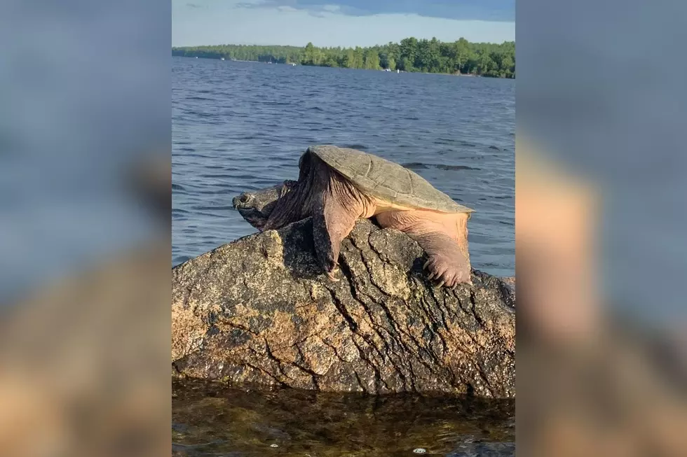 Have You Noticed an Uptick in Turtles All Over the Maine Mainland?