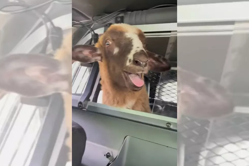 An Escaped Sheep Riding in the Back of a Police Cruiser? Only in Maine