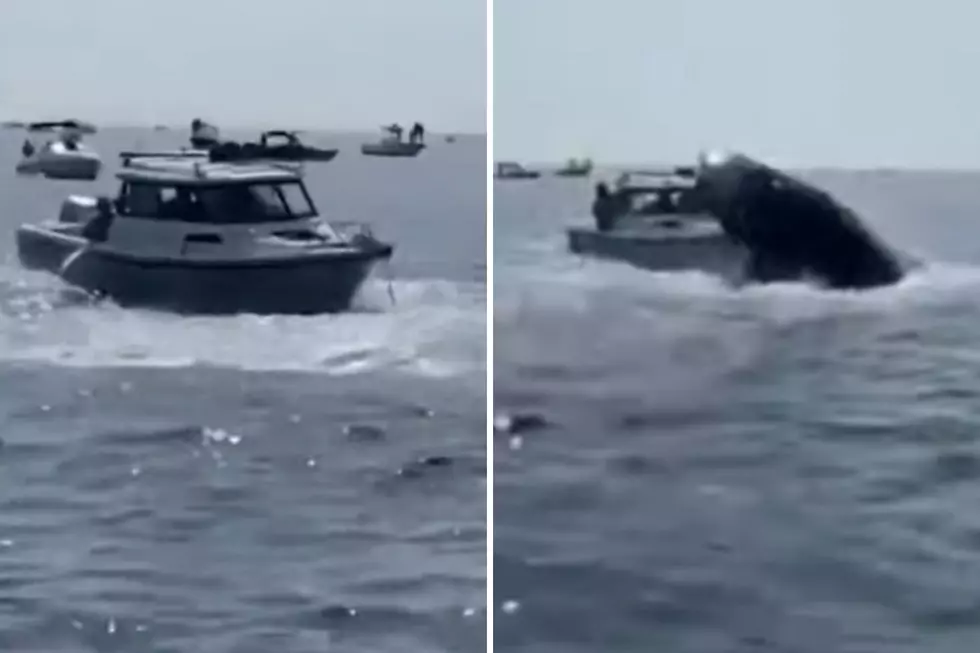 Watch a Whale Lay the Smack Down on a Boat Off the Massachusetts Coast