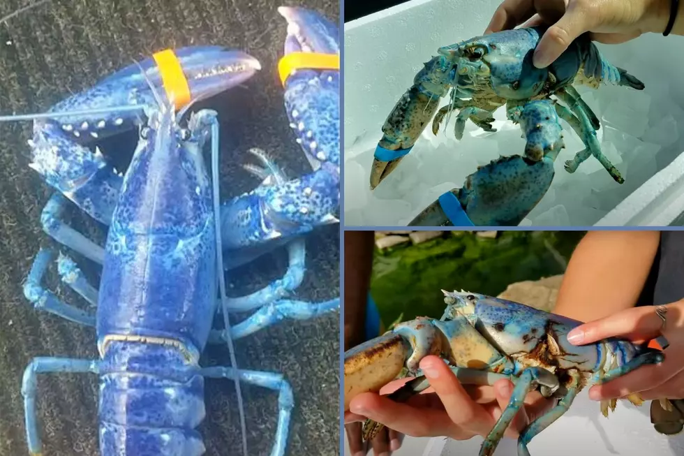 Are Blue Lobsters Even Considered Rare in Maine at This Point?