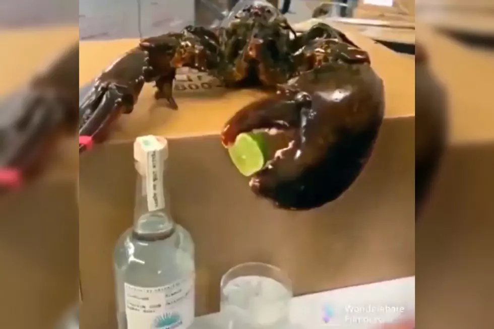 Video of a Lobster Bartending Should Inspire Maine Restaurants