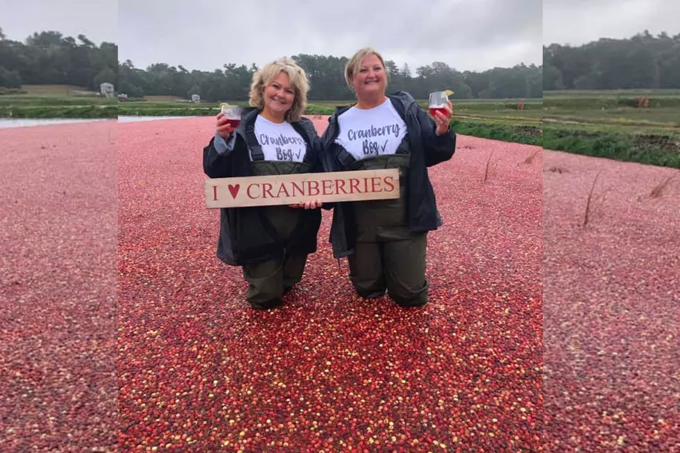Travel to Massachusetts to Walk Through a Sea of Cranberries