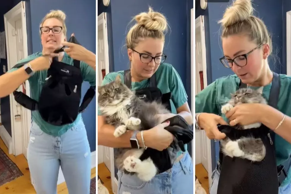 Does This TikTok by a Maine Celeb Reek of Hilarious or Crazy Cat Lady?