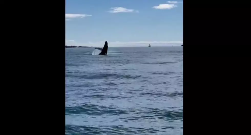Remarkable Footage of a Humpback Whale in South Portland, Maine