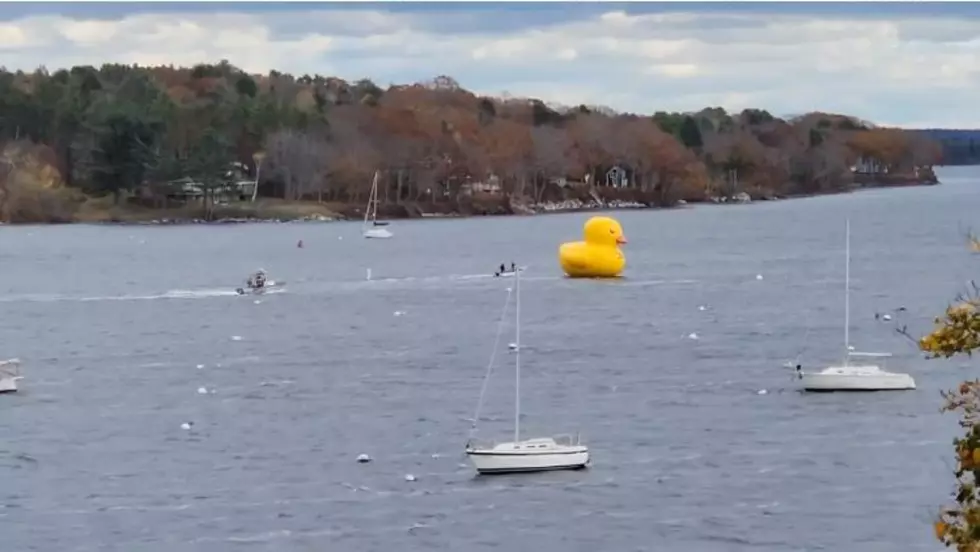 There's a Giant Rubber Ducky on the Loose in Belfast Harbor