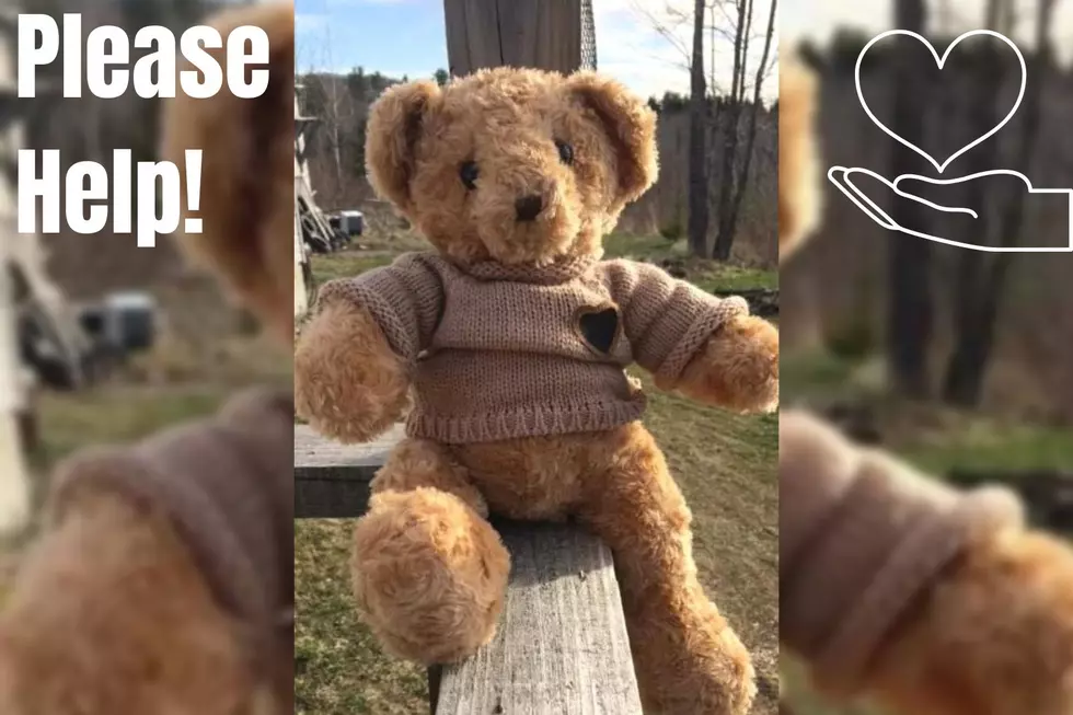 Help This Maine Teddy Bear With Sons Ashes Inside Find Its Owner