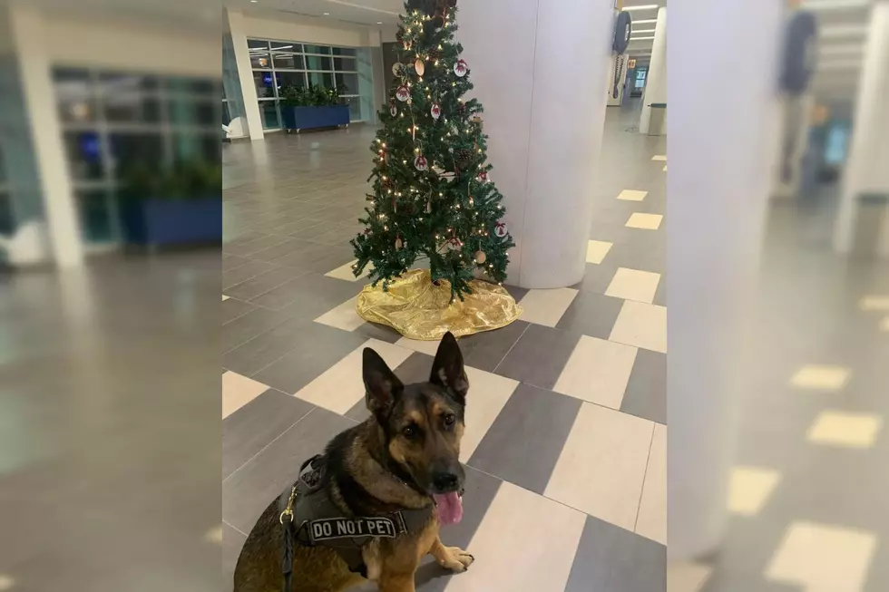 Maine Police Dog Makes Funny Mistake When It Spots a Holiday Tree