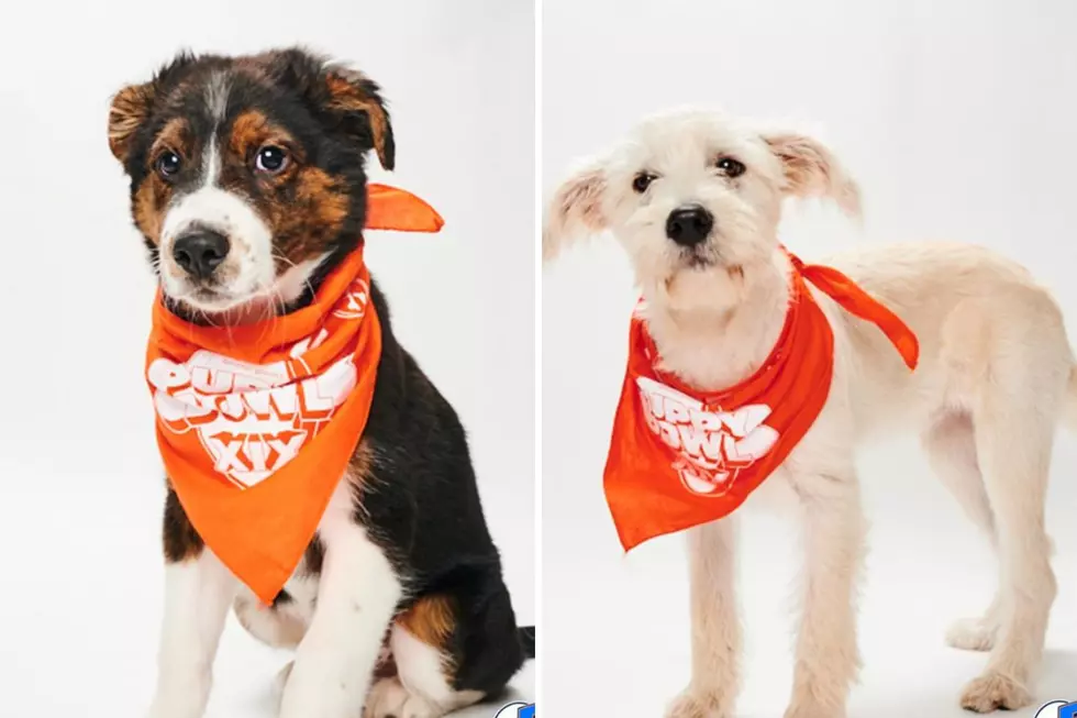 Maine Has Two Adorable Pups in the 2023 Puppy Bowl