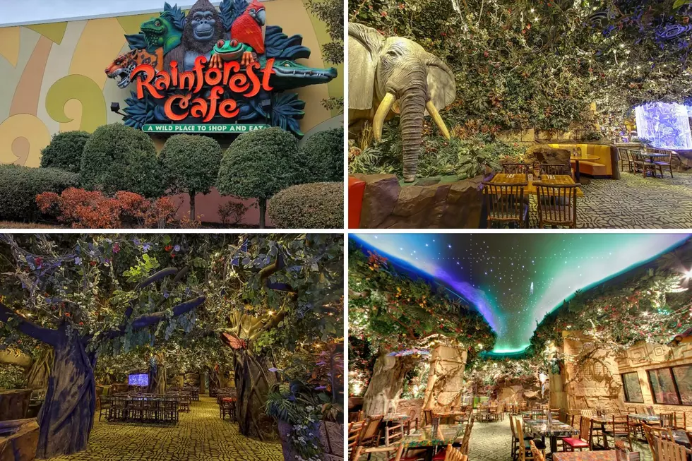 Where Are the Rainforest Cafes in New England?