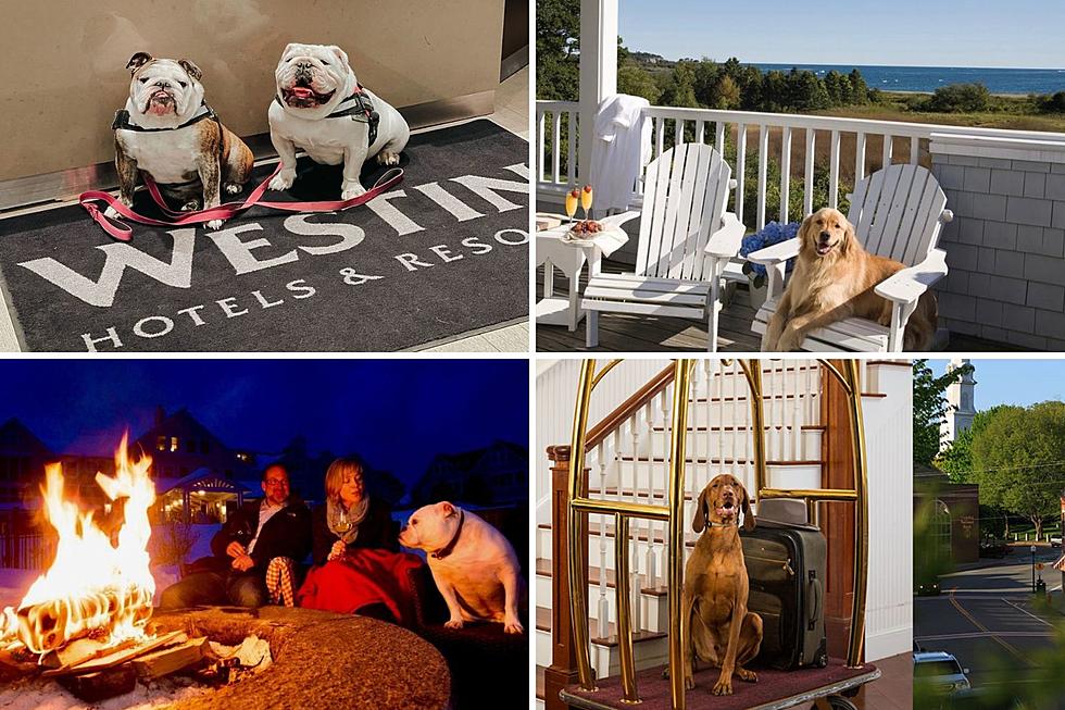 Bring the Whole Family: 11 Pet-Friendly Lodging Options in Maine 