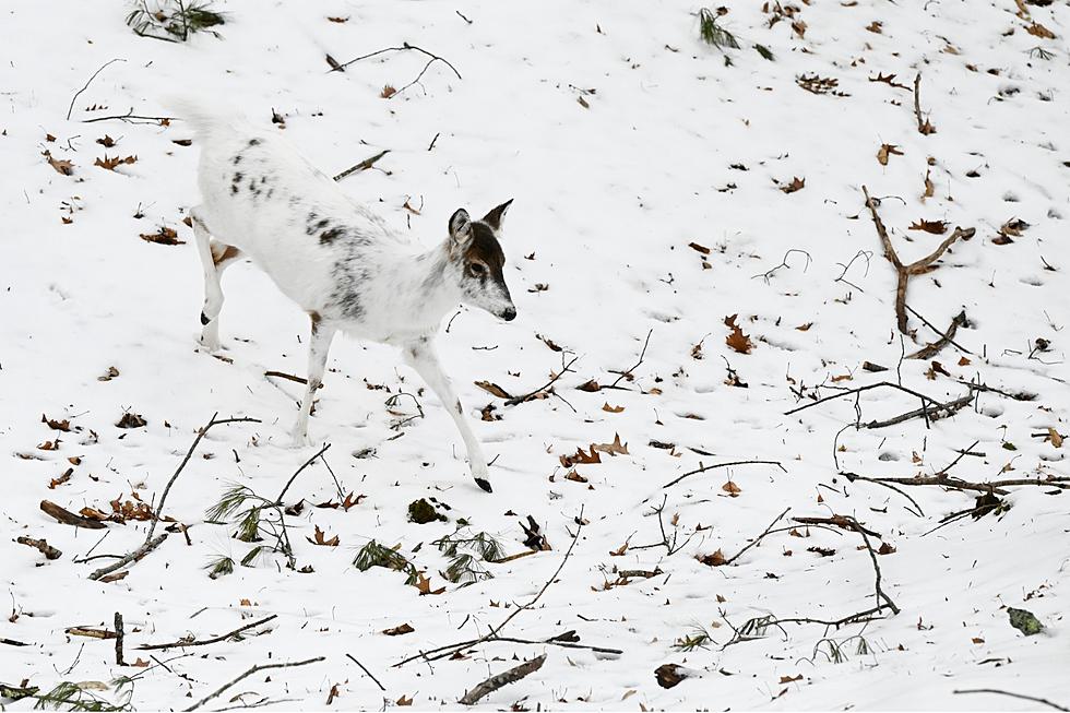 See a White Deer in Maine? Here’s How Rare That Would Actually Be