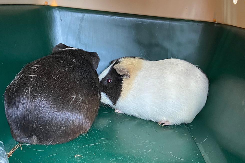 Police Say Someone Abandoned These 2 Guinea Pigs on a Maine Trail in Sanford