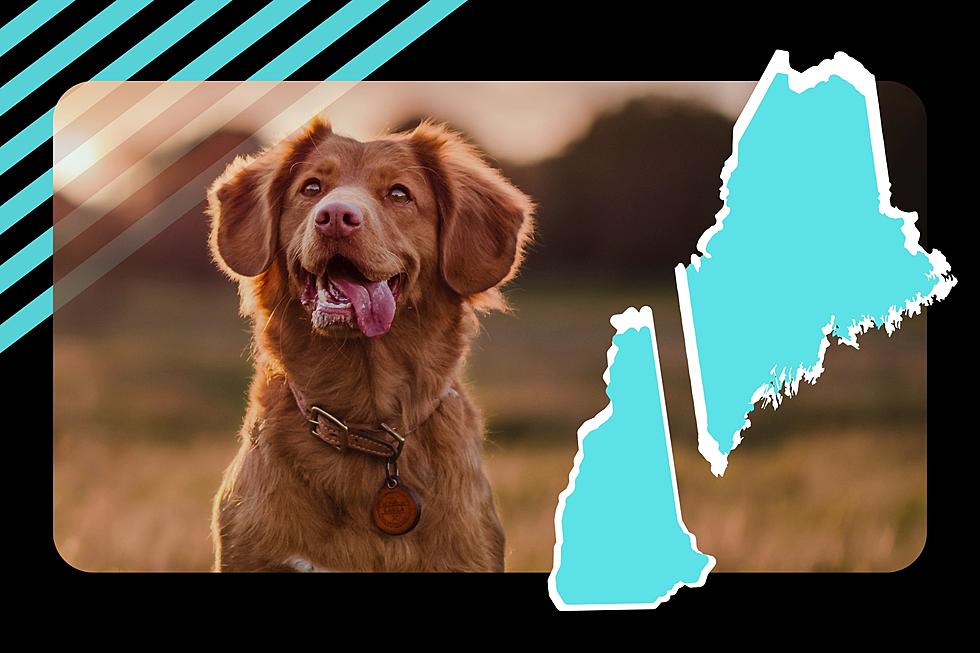 Are You Surprised by the Most Popular Dog Names in Maine and New Hampshire?