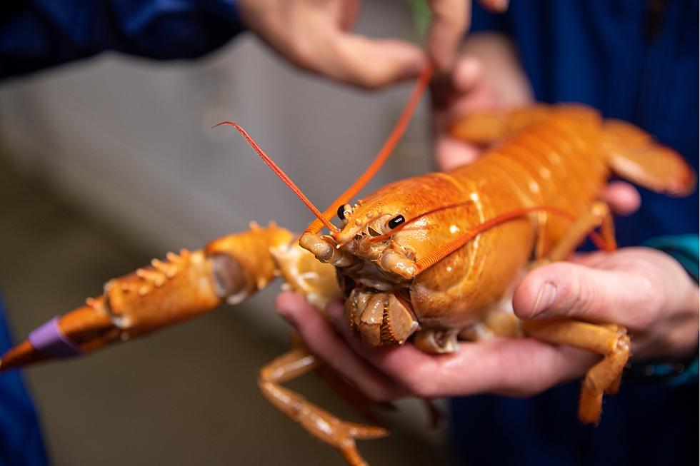 LOOK: Rare Orange Lobster With Only One Claw Caught in Maine 