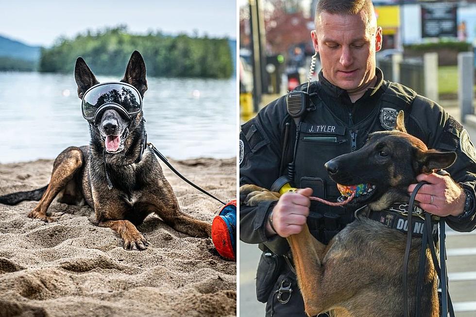 Thank You, K9 Doug: Brave New Hampshire Police Dog on SWAT Retires
