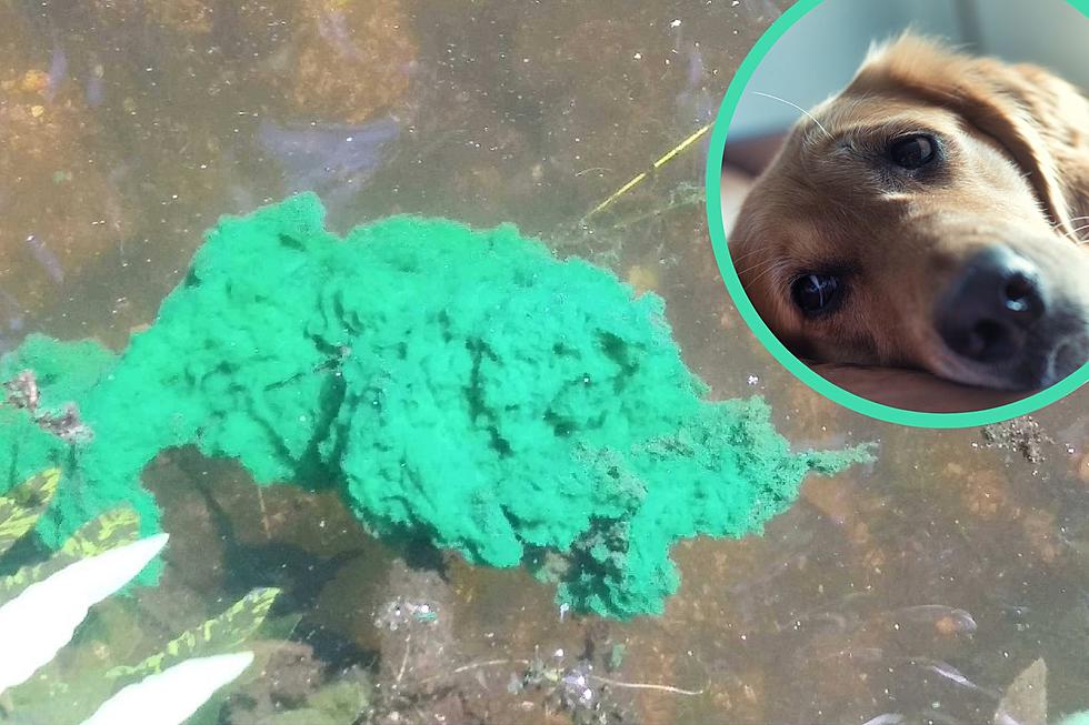 Toxic Algae That Could Kill Your Dog Found in SoPo, Maine, Ponds