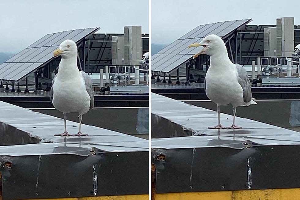 The Most Dangerous and Angry Seagulls are in Portland, Maine