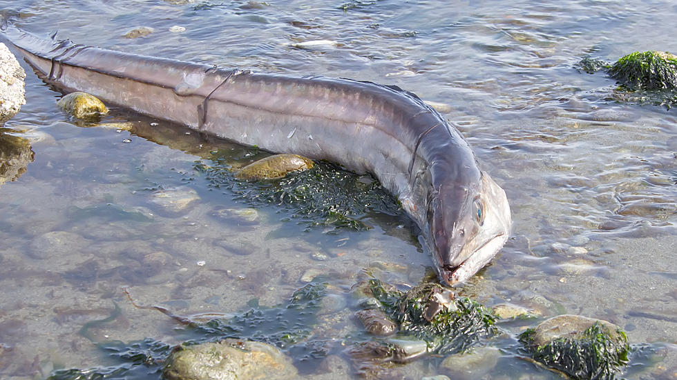 Huge Endangered Sturgeon Washes Up on Pine Point Beach in Scarborough