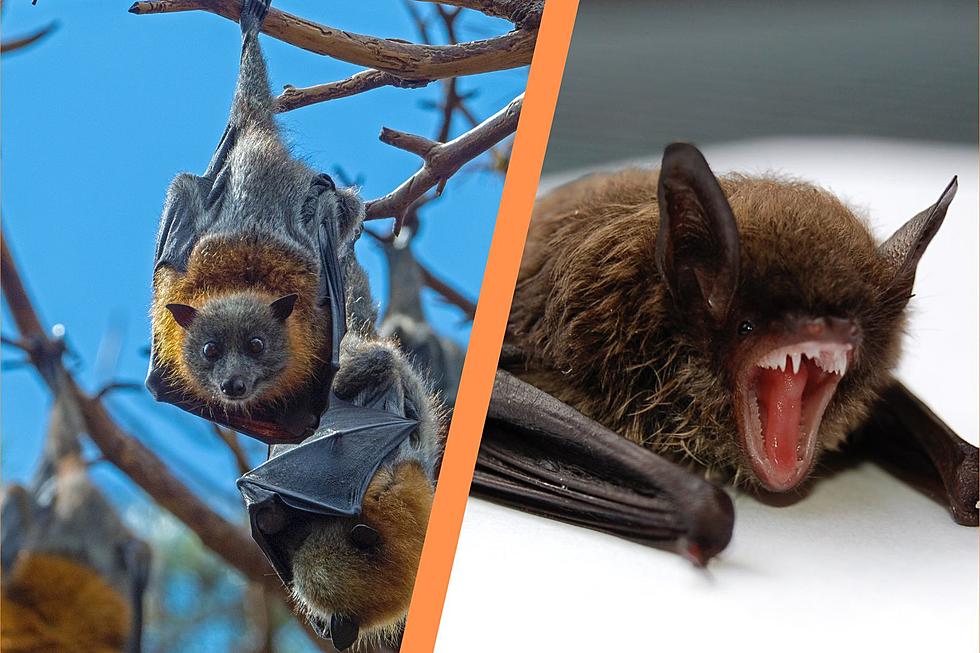 Bats to Blame for Rabies Exposure in Portions of New England