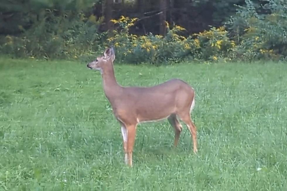 What's This Deer in My Maine Backyard Looking at?