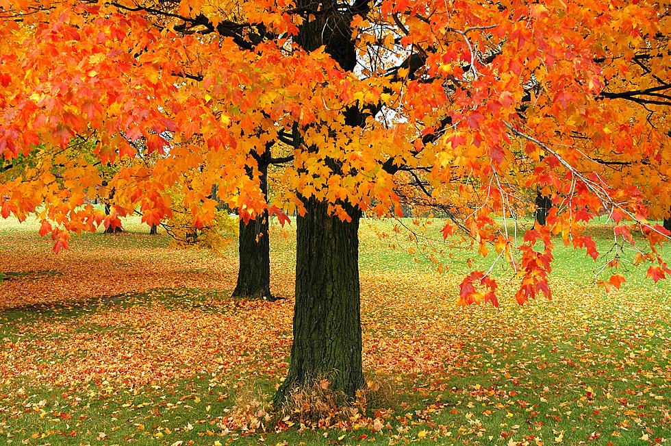 The Reason Fall Foliage in New England is Late to Appear