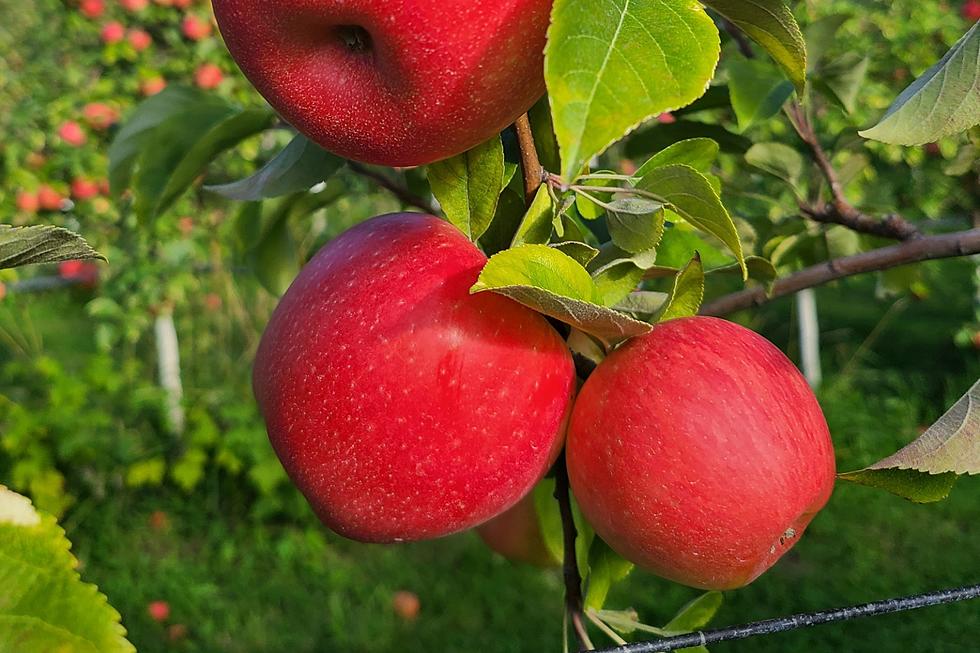 Ready for Apple Picking? No. 1 Best Orchard in the US Is in Maine