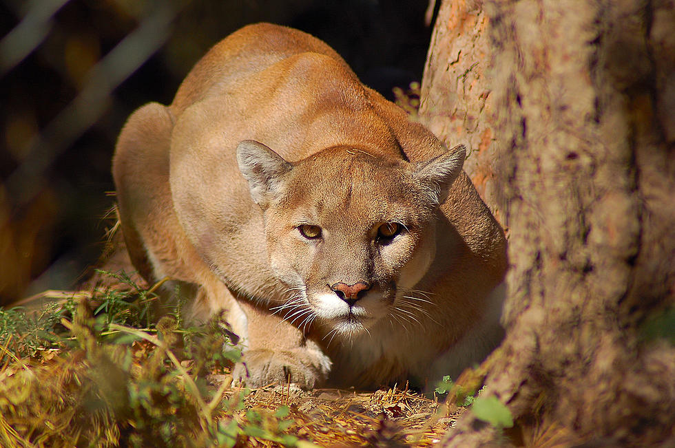 If You Think You’ve Seen a Mountain Lion in Maine, Here’s Why You Didn’t