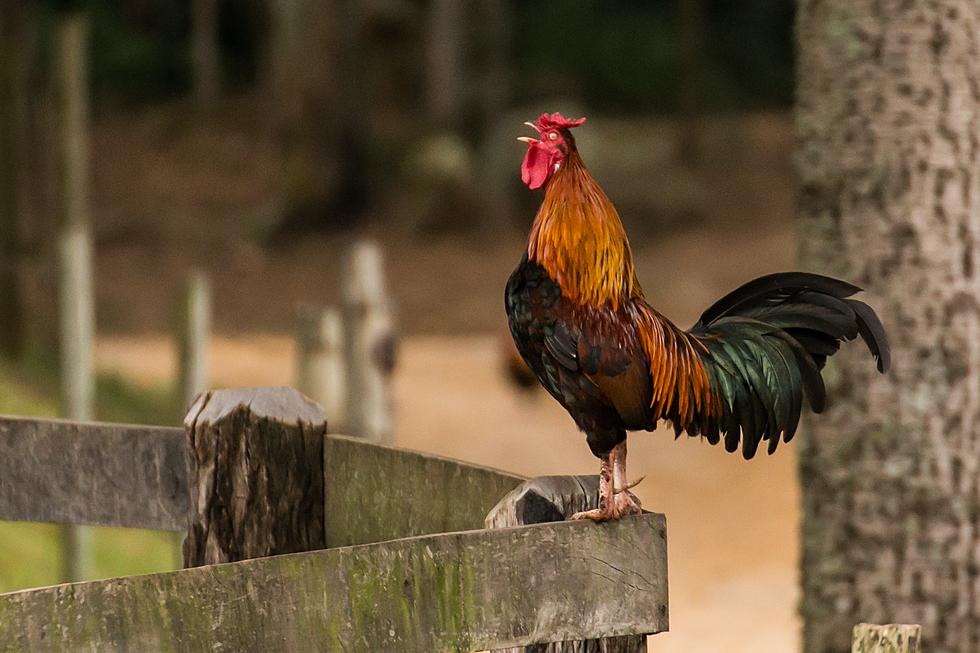 Maine Town Sues Owner of Rooster Because He Won't Shut Up