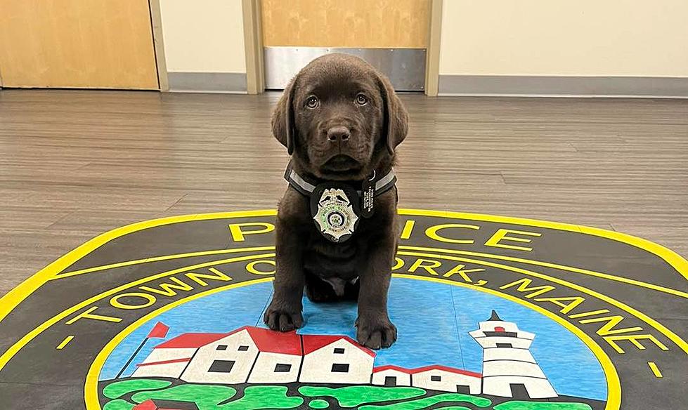 Who’s a Good Boy? York, Maine’s Cutest New Recruit on the Police Force
