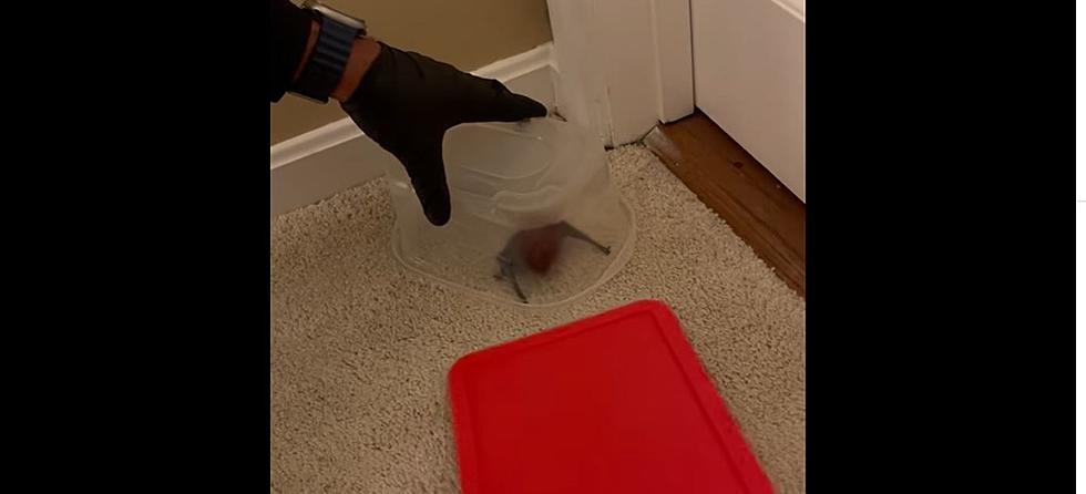 Watch: Police in MA Save the Day by Removing Bat From Home
