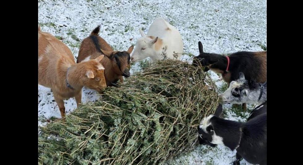 Cute Maine Goats Want to Eat Your Christmas Tree