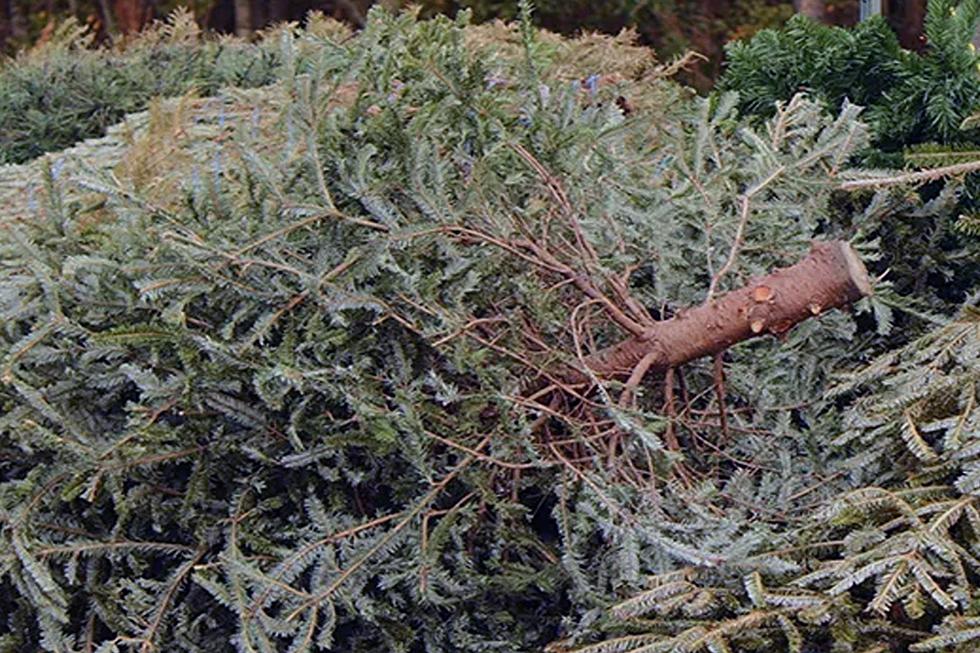 Why This Maine Beach Really Really Needs Your Christmas Trees