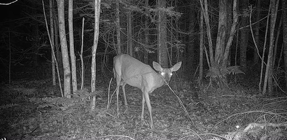 Hidden Creature Scares Maine Deer in This Trail Cam