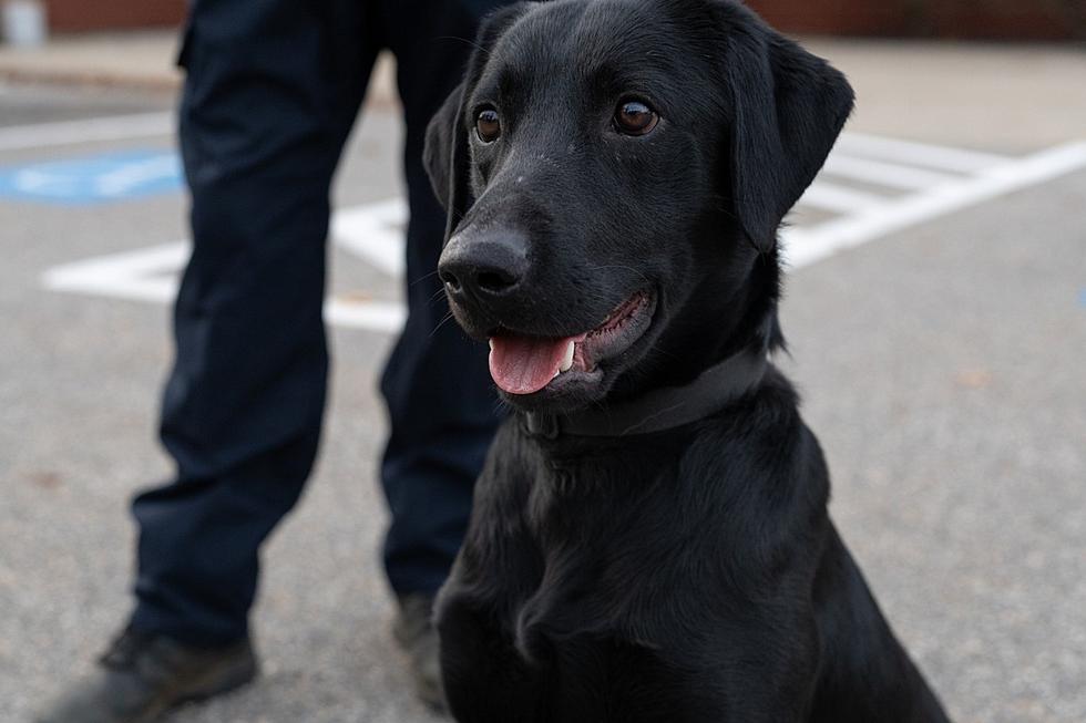 Meet Preacher, the Cute and Eager New K9 of the Saco, Maine, Police