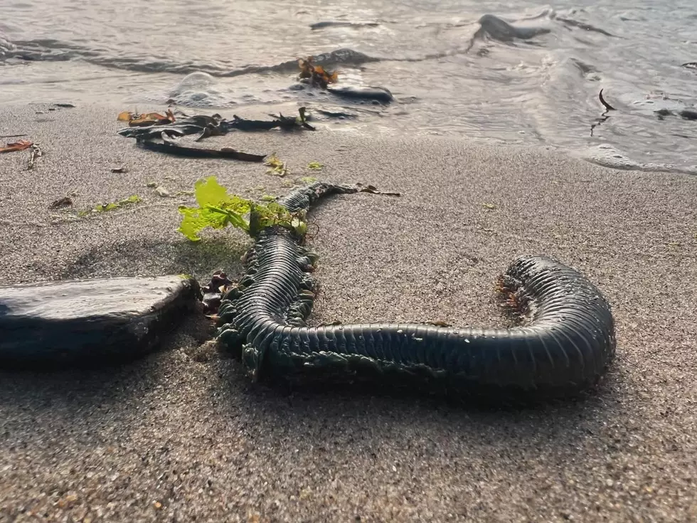 Sandworms Invading Maine Beaches Look Scarier Than They Are