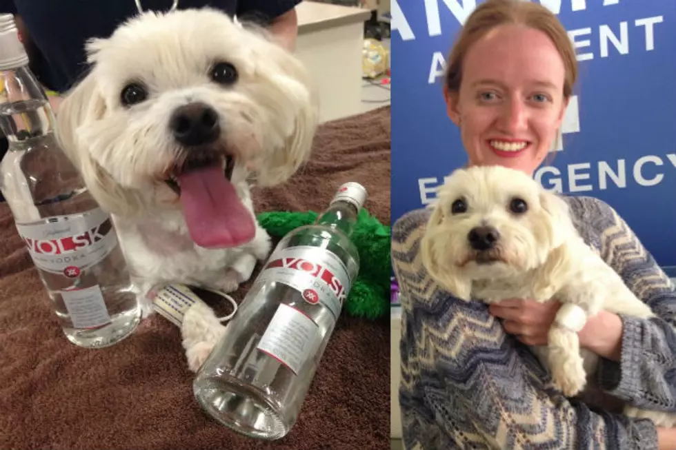 Dog Drinks Antifreeze-Vet Saves It With Vodka [VIDEO]