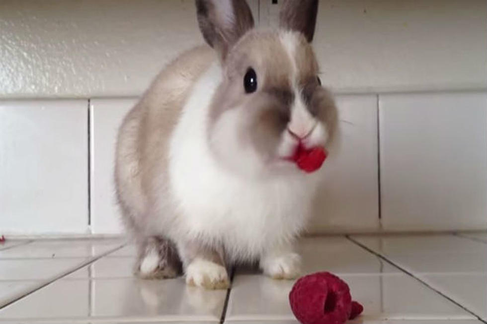 Bunny Eating Raspberries, Looks Like Lipstick. Awww&#8230;[VIDEO]
