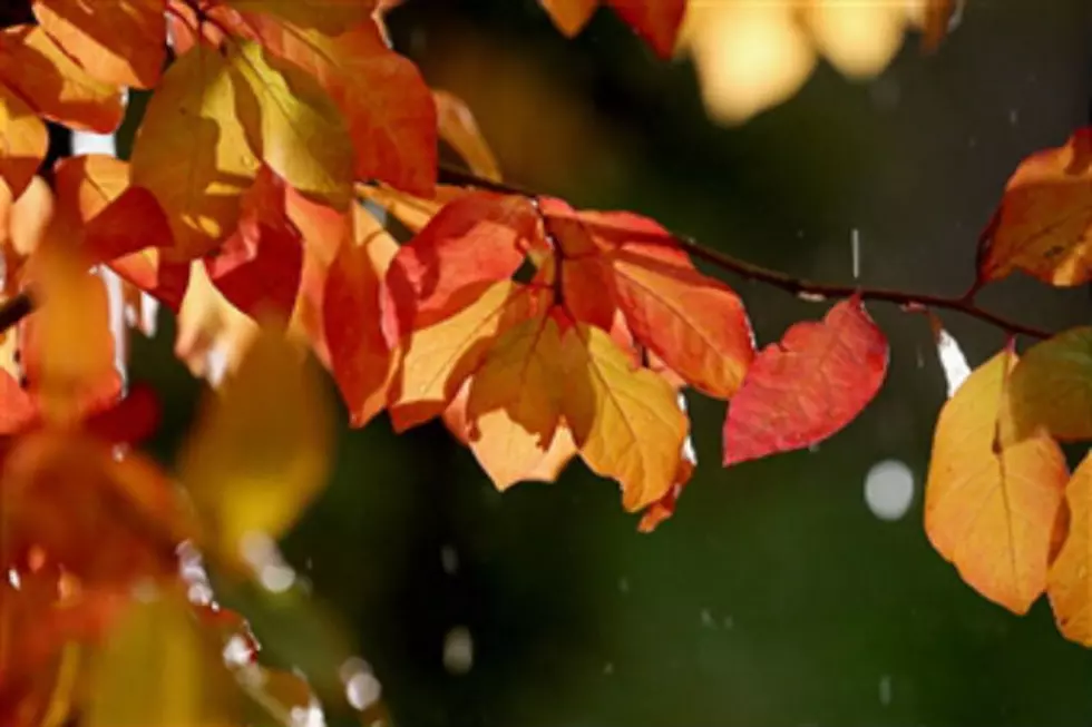 Why Leaves Change Color [VIDEO]