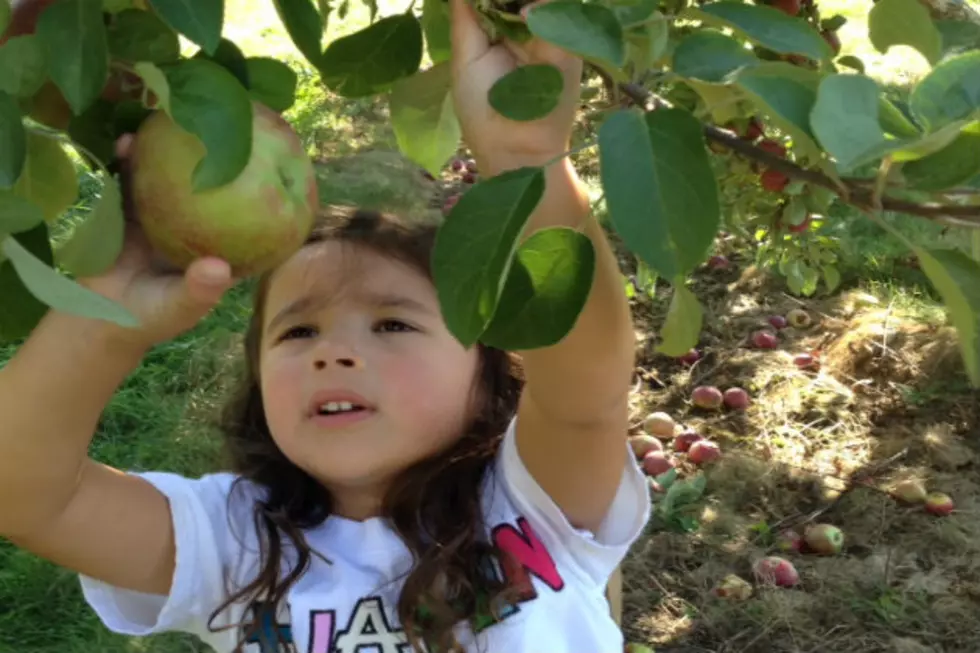 Maine Apple Picking