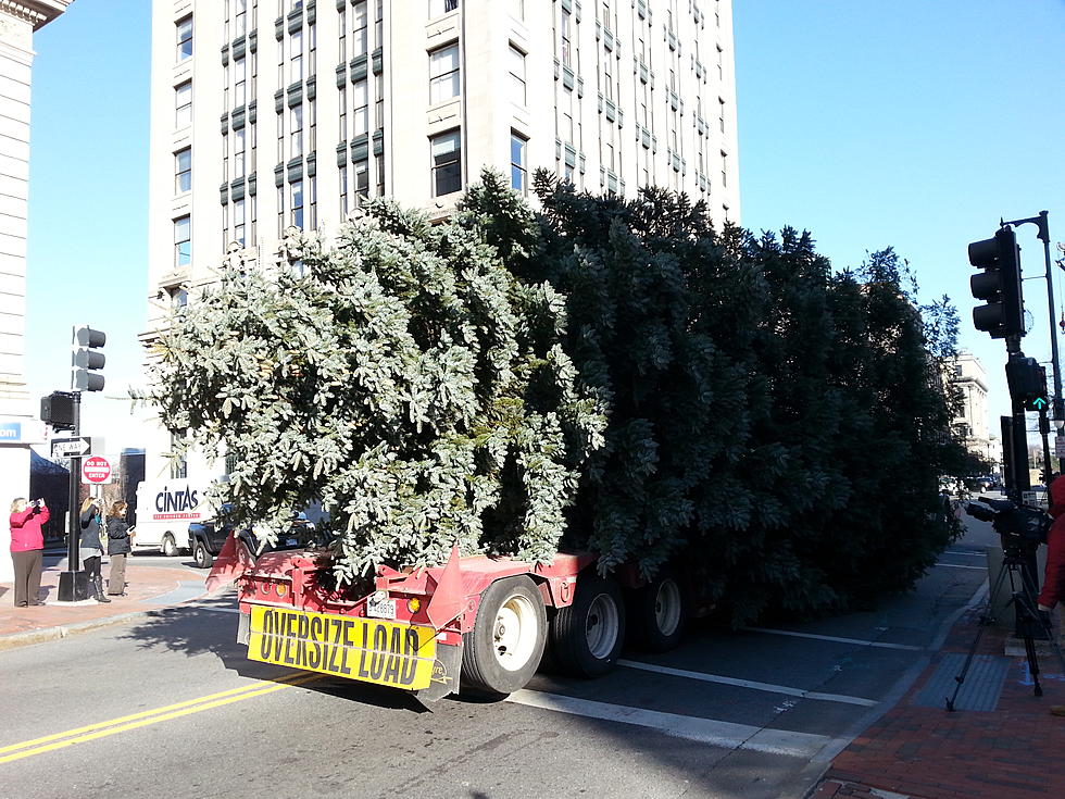 Portland’s Christmas Tree Arrives for Rockin’ Holiday Concert [VIDEO]