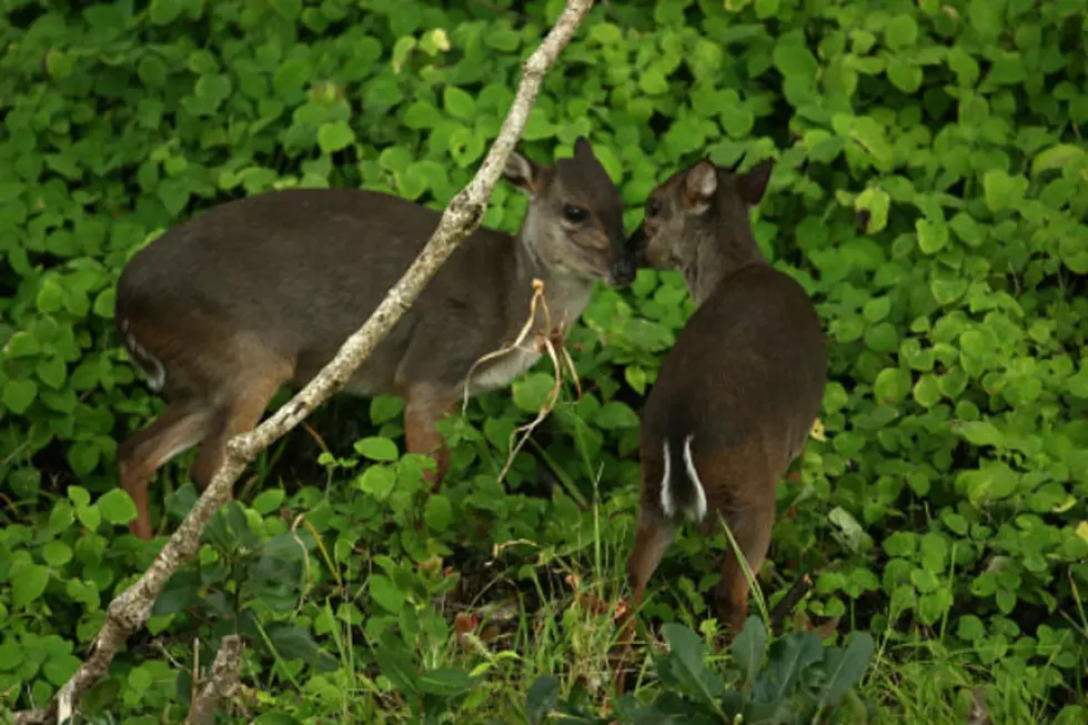 Twelve Deer Found Dead in N.H.. Here&#8217;s Why&#8230;
