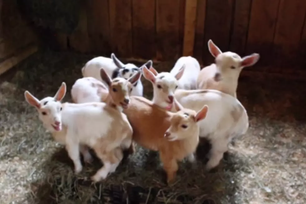 More Maine Baby Goats!