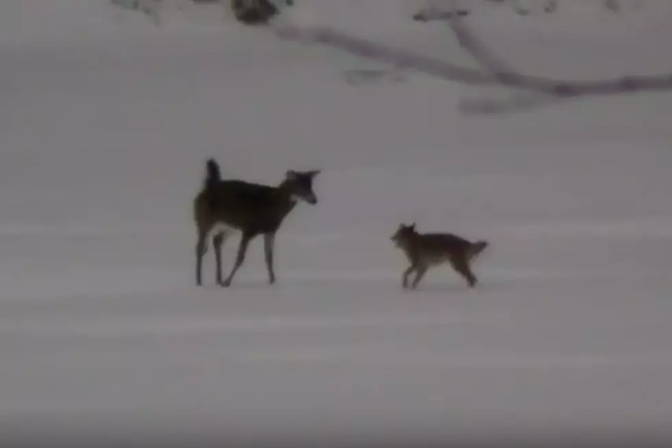 Deer Vs. Coyote in Northern Maine [VIDEO]