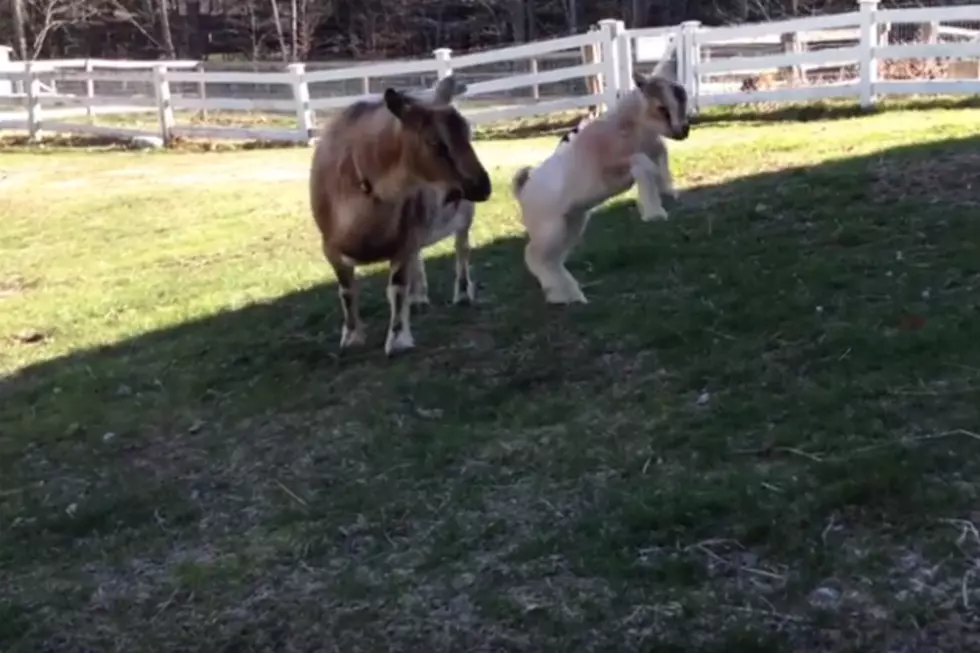 Leaping Maine Baby Goat