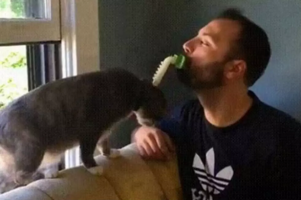 How Much Do You Love Your Cat? Introducing The Licki Brush! [VIDEO]