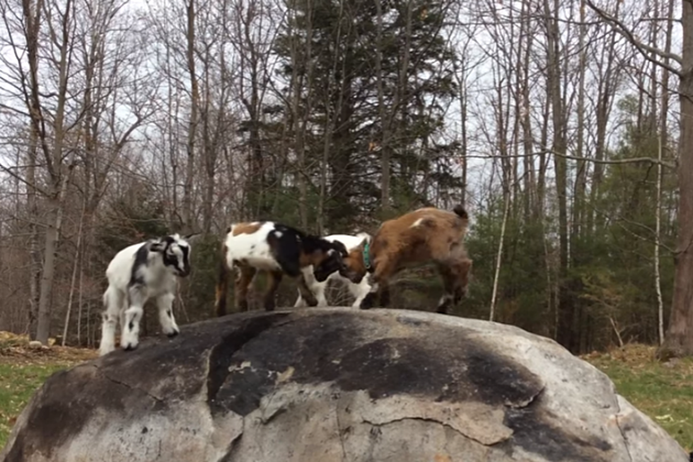 Watch: Maine Baby Goats Playing King of the Mountain