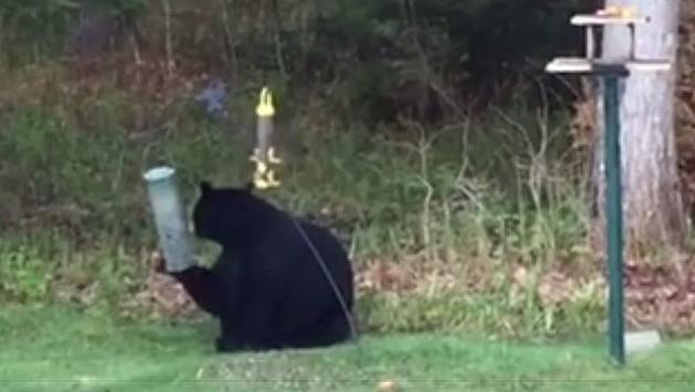 Man vs Bear in Carmel, Maine [VIDEO]