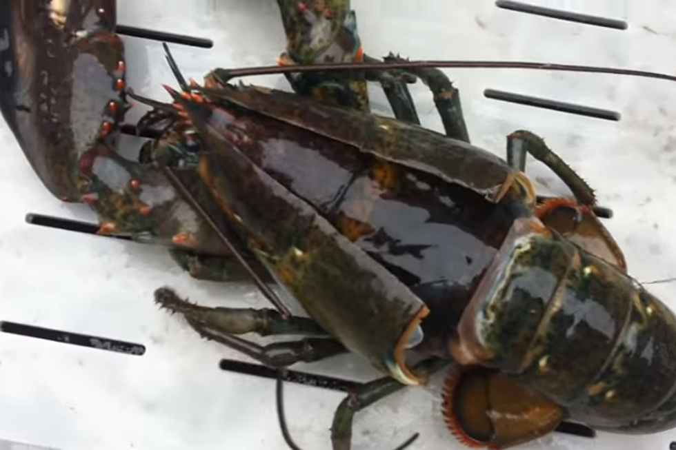 Watch: Maine Lobster Sheds It’s Shell